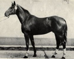 stallion Remo 3410 (Trakehner, 1977, from Opal Mo 1306)