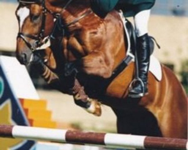 stallion Zenturio (Dutch Warmblood, 1993, from Zeoliet)