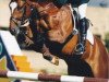 stallion Zenturio (KWPN (Royal Dutch Sporthorse), 1993, from Zeoliet)