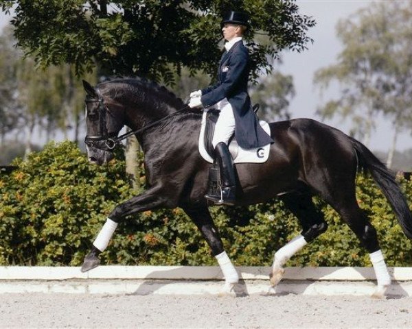 stallion Osmium (Dutch Warmblood, 1996, from Ferro)