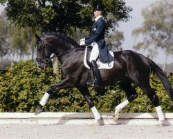 stallion Osmium (KWPN (Royal Dutch Sporthorse), 1996, from Ferro)