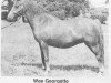 Zuchtstute Wee Georgette (Welsh Mountain Pony (Sek.A), 1948, von Craven Sprightshot)