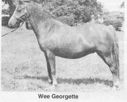 Zuchtstute Wee Georgette (Welsh Mountain Pony (Sek.A), 1948, von Craven Sprightshot)