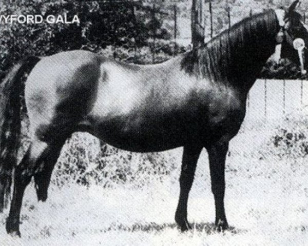 Zuchtstute Twyford Gala (Welsh Mountain Pony (Sek.A), 1953, von Coed Coch Glyndwr)