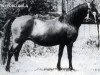 Zuchtstute Twyford Gala (Welsh Mountain Pony (Sek.A), 1953, von Coed Coch Glyndwr)