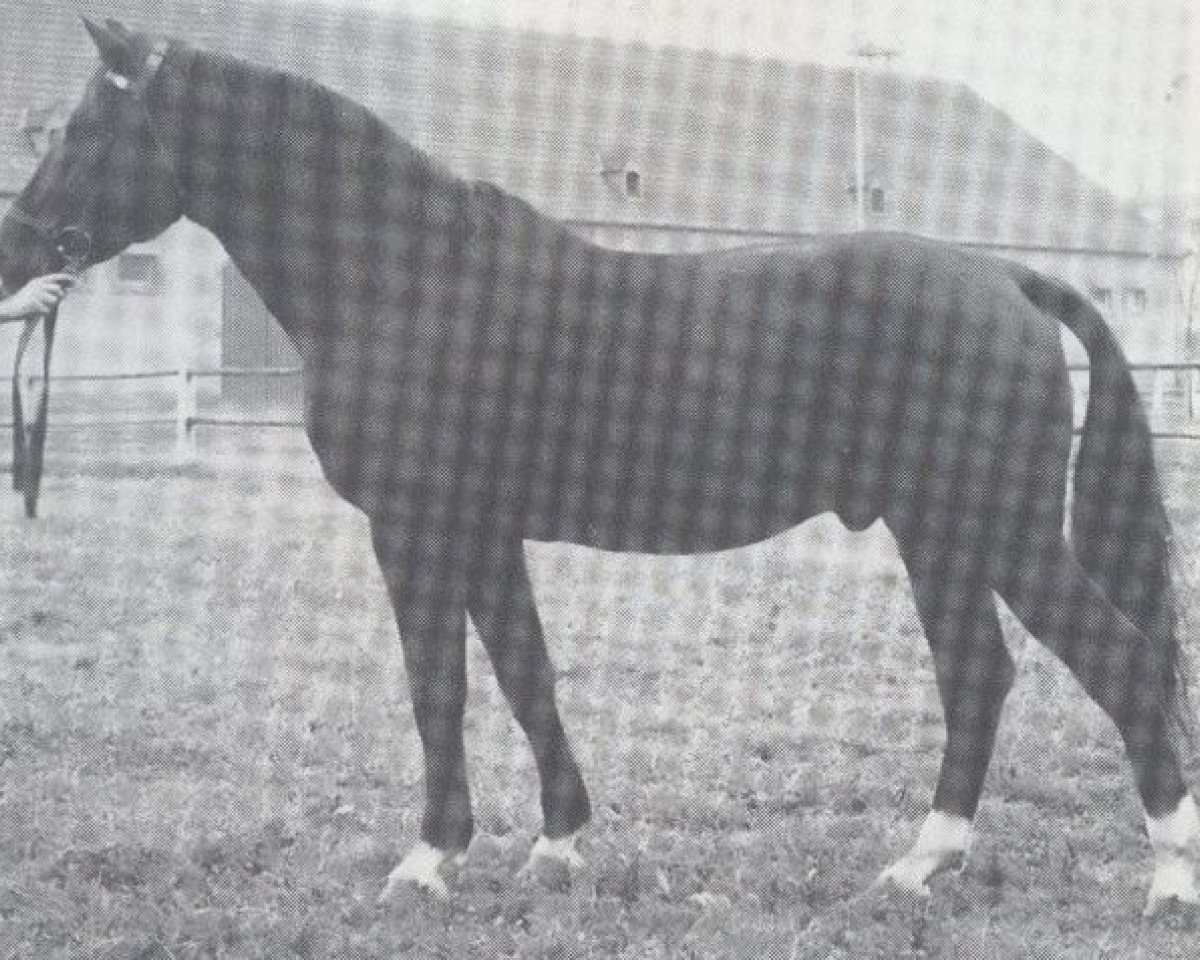stallion Feuerwerk (Zweibrücken, 1957, from Fantast)
