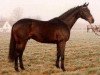 stallion Temple Wind xx (Thoroughbred, 1987, from Tumble Wind xx)