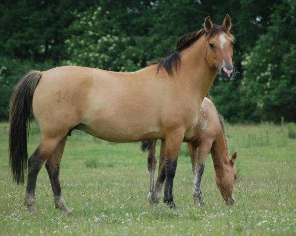 broodmare Subasta Molles (Criollo, 1987, from Bonito del Este)