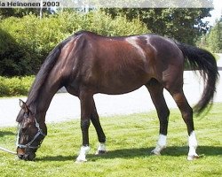 Pferd Maverick (Finnisches Warmblut, 1992, von Matador II 53 FIN)