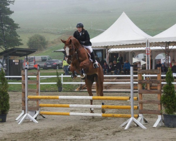 Pferd Sambucco (Österreichisches Warmblut, 2007, von Santander H)