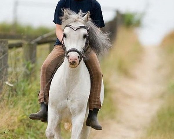 Zuchtstute Wohld Caitlyn (Welsh Mountain Pony (Sek.A), 2003, von Arvon Pip)