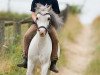 broodmare Wohld Caitlyn (Welsh mountain pony (SEK.A), 2003, from Arvon Pip)