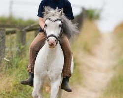 broodmare Wohld Caitlyn (Welsh mountain pony (SEK.A), 2003, from Arvon Pip)