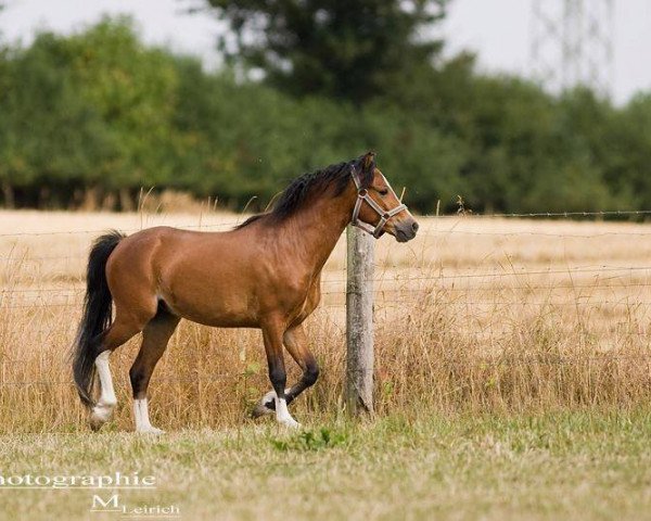 Pferd Wohld Maverick (Welsh Mountain Pony (Sek.A), 2010, von Uiterwaarden's Mystery Man)