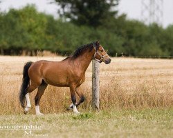 horse Wohld Maverick (Welsh mountain pony (SEK.A), 2010, from Uiterwaarden's Mystery Man)