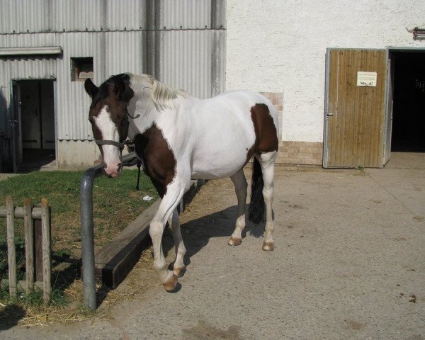 dressage horse Irma's Frieden (Zweibrücken, 1998, from Feuerwerk)