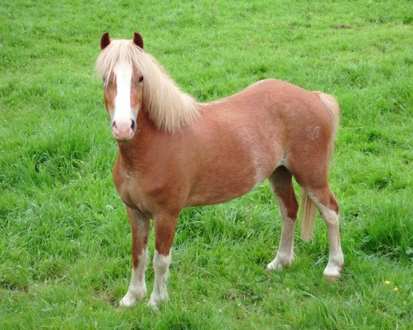 broodmare Wohld Curley (Welsh mountain pony (SEK.A), 2010, from Uiterwaarden's Mystery Man)