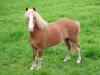 broodmare Wohld Curley (Welsh mountain pony (SEK.A), 2010, from Uiterwaarden's Mystery Man)