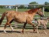 broodmare BestBreed Mustang Maggie (Mustang, 2001)