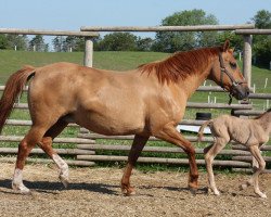 broodmare BestBreed Mustang Maggie (Mustang, 2001)