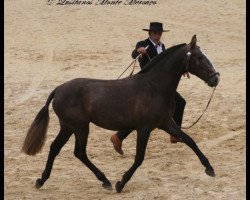 horse Granada (Lusitano, 2011, from Homero)