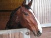 dressage horse Carola (Hessian Warmblood, 2004, from Corrado G)