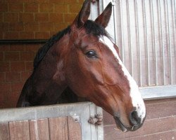 dressage horse Carola (Hessian Warmblood, 2004, from Corrado G)