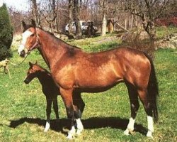 broodmare Parfait d'Amour (Swedish Warmblood, 1986, from Ralme Z)