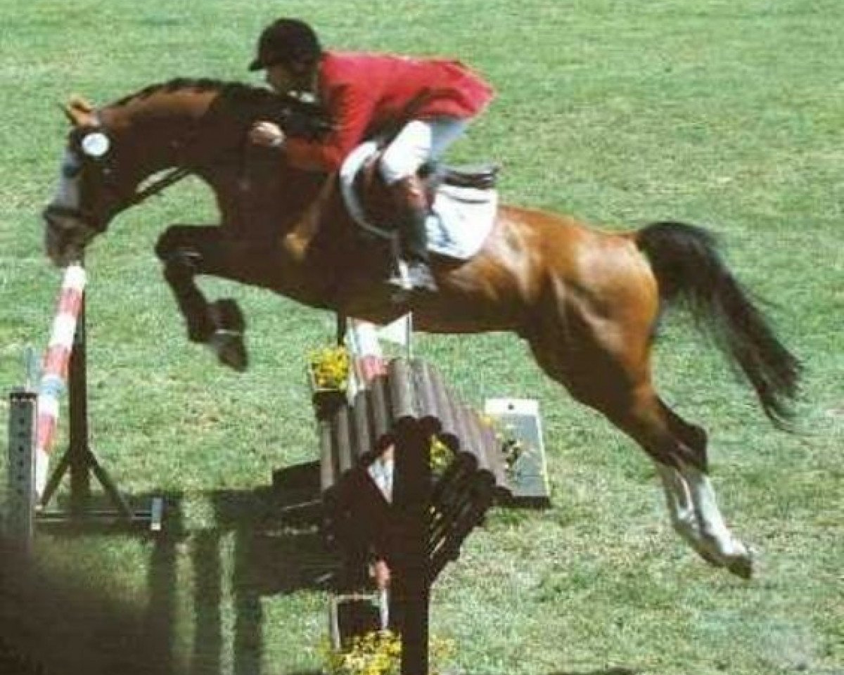 stallion Pentagon (Swedish Warmblood,  , from Pilot)