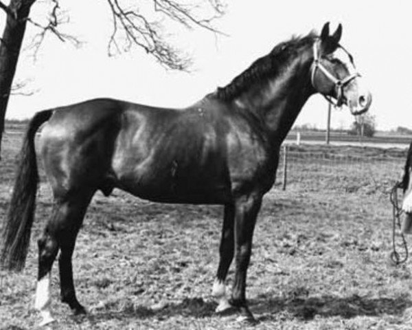 horse Joost (Dutch Warmblood, 1965, from Consul)