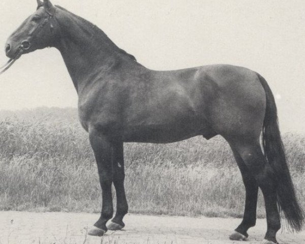 stallion Dueker (Hanoverian, 1967, from Duden II)