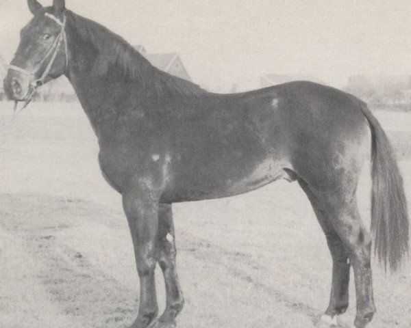stallion Grünhorn II (Westphalian, 1962, from Gruenschnabel)