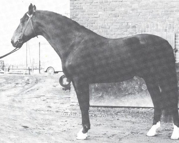 stallion Grünling (Westphalian, 1968, from Grünhorn II)