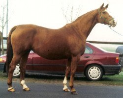 broodmare Wunderschoene (Hanoverian, 1992, from Weltmeyer)