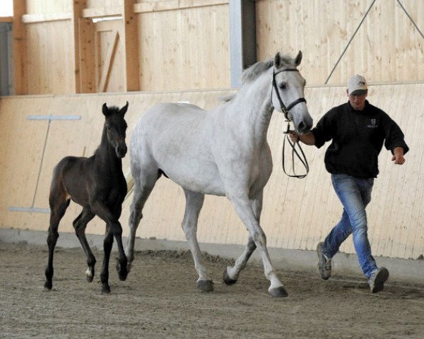 broodmare Olympia XXII (Holsteiner, 1999, from Lansing)