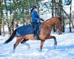 dressage horse Johny 19 (Oldenburg, 2010, from Glock's Johnson Tn)