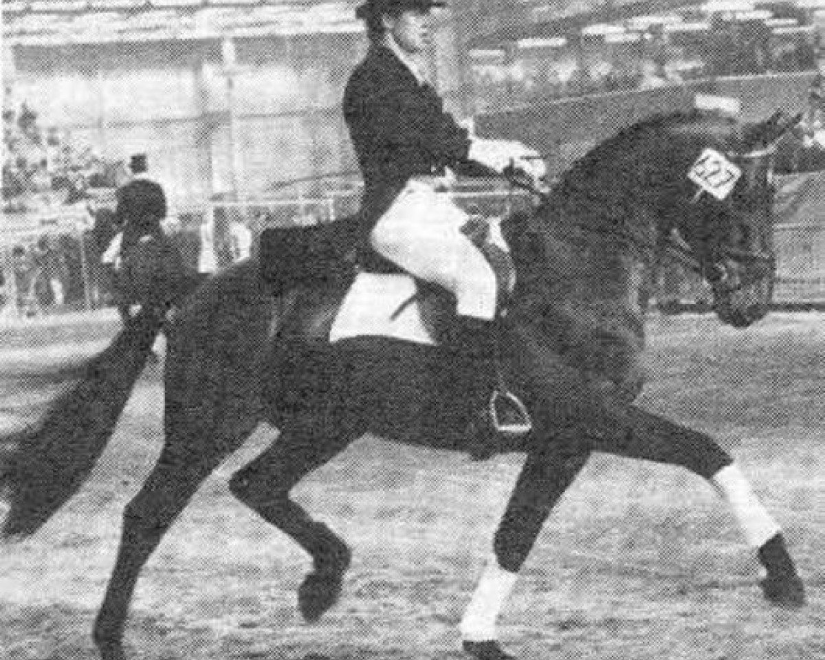 stallion Nooitgedacht (KWPN (Royal Dutch Sporthorse), 1972, from Lucky Boy xx)