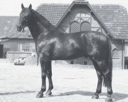 stallion General II (Hanoverian, 1978, from Graphit)