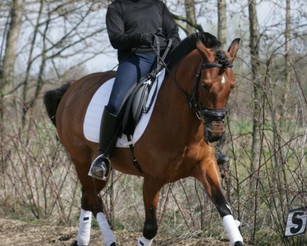 Pferd Beauty 145 (Deutsches Reitpony, 1992, von Remus)