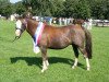 broodmare Top Sara (Welsh-Pony (Section B), 2002, from Calenberg's Donnerblitz)