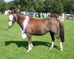 Zuchtstute Top Sara (Welsh Pony (Sek.B), 2002, von Calenberg's Donnerblitz)