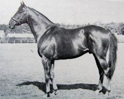 stallion Hook Money xx (Thoroughbred, 1951, from Bernborough xx)