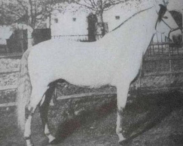 stallion Principe VIII (Pura Raza Espanola (PRE), 1943, from Generoso)