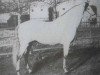 stallion Principe VIII (Pura Raza Espanola (PRE), 1943, from Generoso)