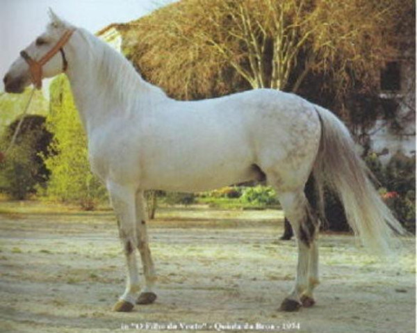 stallion Bailador (Lusitano, 1962, from Que-Ba)