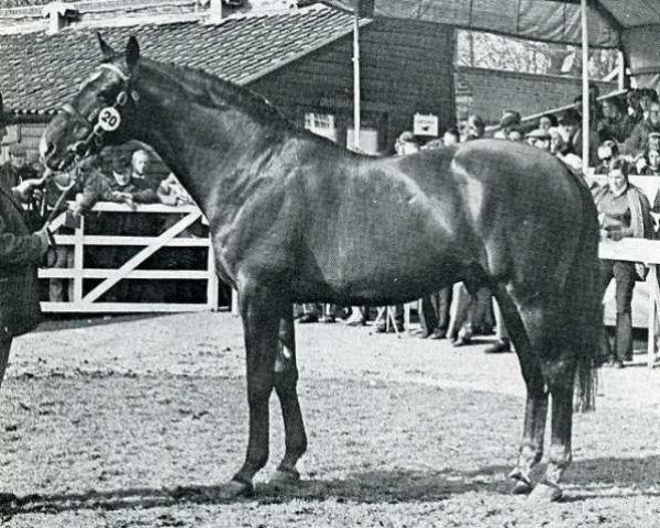 stallion Quality Fair xx (Thoroughbred, 1960, from Hook Money xx)