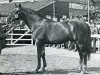 stallion Quality Fair xx (Thoroughbred, 1960, from Hook Money xx)