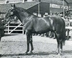 stallion Quality Fair xx (Thoroughbred, 1960, from Hook Money xx)