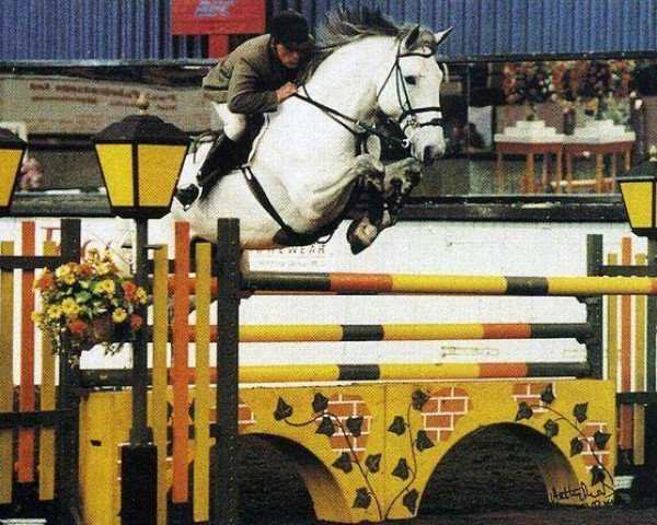 Deckhengst Crown Cornelion VII (British Sport Horse, 1984, von Novilheiro)