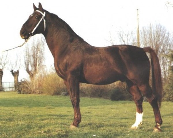 stallion Lugano van La Roche (Hanoverian, 1963, from Lugano I)